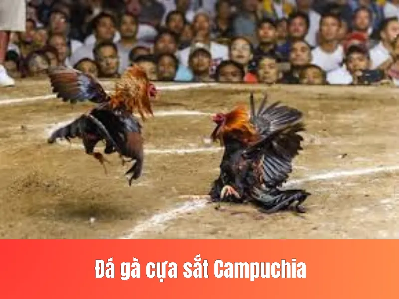 Đá gà cựa sắt Campuchia